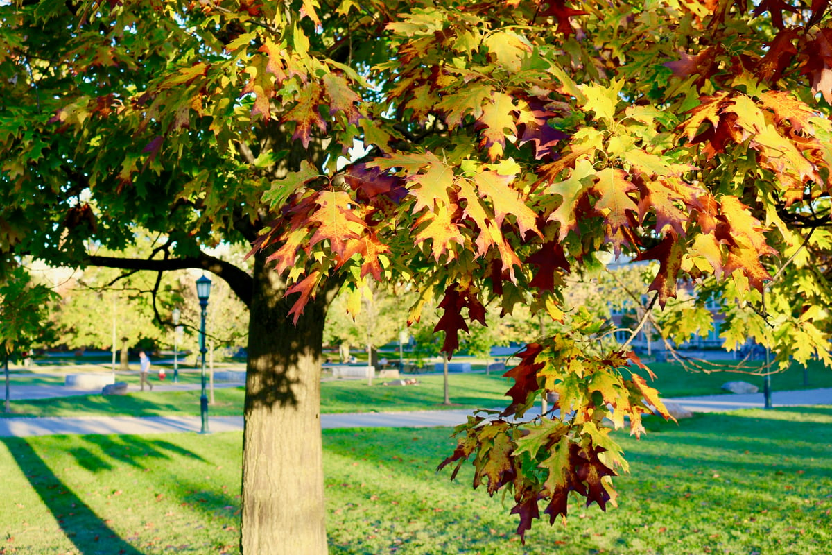 Fall foliage on UVM campus