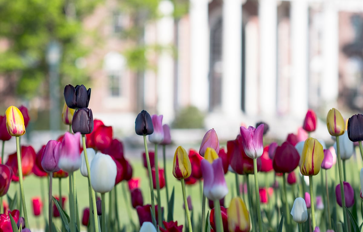 Tulips blossoming on the UVM Green 