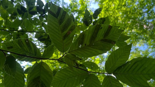 beech-leaf-cover